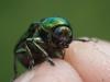 Cryptocephalus sp.
